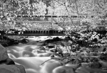 galena creek park nevada b&w.jpg